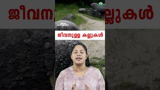 കല്ല് പ്രസവിച്ചു  Stones Alive Natures Hidden Wonders  Malayalam  Shorts [upl. by Eelrefinnej576]