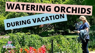 Watering Orchids While On Vacation 7 Ways that Work [upl. by Lein]