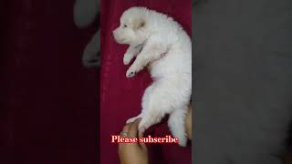 ADORABLE White German Shepherd Puppies Will Melt Your Heart [upl. by Abil]