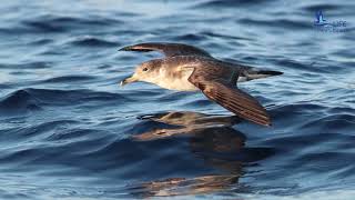 BirdLife Malta Shearwater Boat Trips 2022 [upl. by Rudwik]