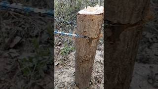 madeingermanyDifferentStihl 500i vs Stihl 400c vs Stihl 291 stihlchainsawman chainsaw cutting [upl. by Andras]