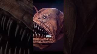 The Secret how Anglerfish hunt in the deep Ocean shortvideo facts deepseafishes [upl. by Agnes795]