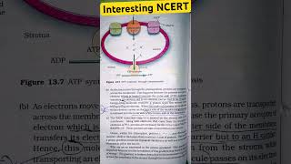 Chemiosmotic Hypothesis biology neetug shortvideo [upl. by Oiratnom923]