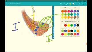 Neurofisiologia  lezione 13 il movimento parte I lunità motoria [upl. by Anjanette]