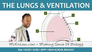 Lungs and Ventilation  GCSE Biology 91 [upl. by Reivazx]