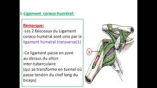 Articulation scapulohumérale [upl. by Cannon]