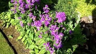 Clustered Bell FlowerCampanula Glomerata Cut Back with closed caption [upl. by Arad]