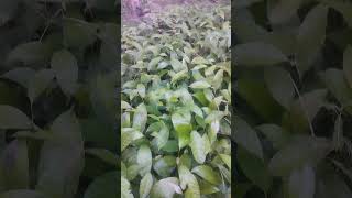 African Mahogany plant available price 20 rs Rangjali Nursery [upl. by Fellows]