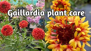 Gaillardia flowerhow to grow and care Gaillardia flower plantpropagationfertilizerMalayalam [upl. by Aikas]