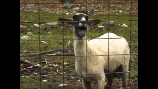 10 HOURS GOAT SCREAM PRANK [upl. by Nekciv331]