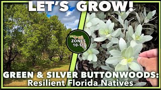 IMPOSSIBLE TO KILL FLORIDA NATIVE PLANTS The Green amp Silver Buttonwoods [upl. by Delcina]