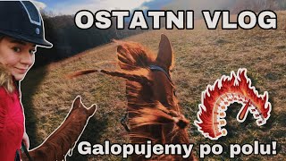 OSTATNI FILM NA KANALE…w tym roku GALOPEM PO POLU  VLOG 50 [upl. by Acihsay]