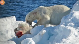 What Happen in Nature Cold Blooded Animals Eat Their Baby  Animal Documentary  Wildlife Secrets [upl. by Itirp51]