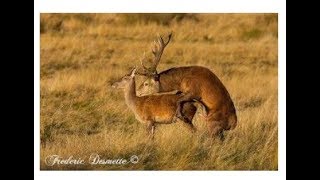 Best Deer MarkingampMating video For Everzoology [upl. by Muller978]