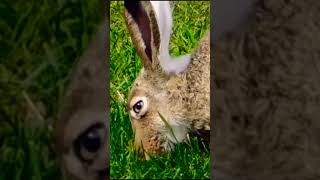 Rabbit rabbit doyouknownature [upl. by Nwonknu]