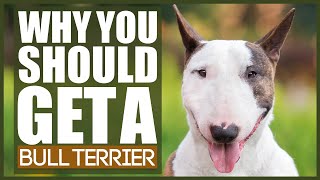 5 Reasons Why YOU SHOULD Get A BULL TERRIER [upl. by Mcgregor]