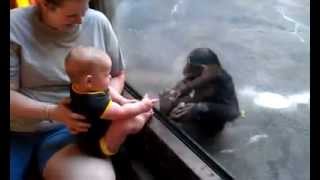 Baby and Chimp Make a Connection at the Zoo [upl. by Laurella]