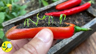 🌶️Cómo Cultivar Pimientos  Ají en Casa Siembra Poda Cosecha y Secado [upl. by Norad]