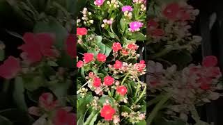 Kalanchoe plantyoutubeshorts treanding nature love home flowers winter festival [upl. by Rempe]