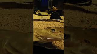 Rockstar  Post Malone amp 21 Savage starring a fish [upl. by Jareb]