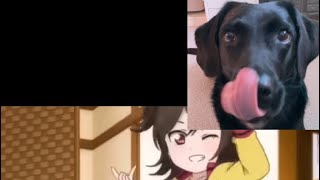 Dog reacts to funniest videos 🥹 [upl. by Schreibman]