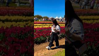 Tulip Festival melbournetulipfestival [upl. by Santana]