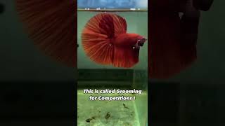 Betta Grooming SECRETS For Winning Competitions [upl. by Eilac767]