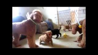 Red and black standard poodle puppies playing inside [upl. by Ronni352]