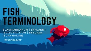 Fish terminology  Elasmobranch  Effluent  Evisceration  Estuary  Euryhaline [upl. by Musetta]