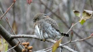 Northern Pygmy Owl Nov 2024 [upl. by Neroled]