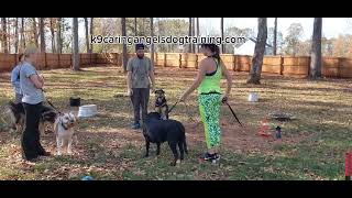 Introducing reactive dogs to other dogs safely with muzzles K9caringangelsdogtrainingcom [upl. by Sharp]