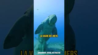 LE DUGONG GÈRE SA FLOTTAISON GRÂCE À SES PETS 💨 [upl. by Beall]