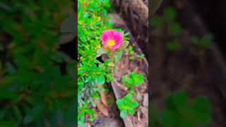 Portulaca  Plants Collection  The Himalayan Retreat  Kolakham [upl. by Liva]