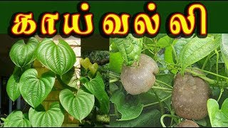 Dioscorea bulbifera காய்வல்லி எ  வெற்றிலைவல்லி யின் வைத்தியம் vetrilai valli medicine [upl. by Asusej489]