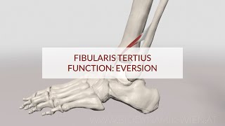 Fibularis Tertius Function Eversion 3D Animation [upl. by Ari]