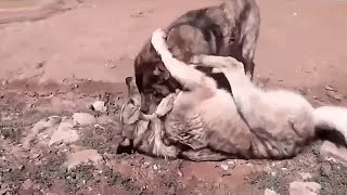 Este kangal turco destroza a este Lobo la fuerza bruta del kangal cuando enfrenta a un lobo [upl. by Enilrek]