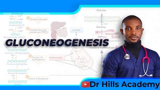 Metabolism  Gluconeogenesis amp Clinical Correlates [upl. by Hakan575]