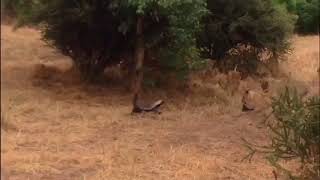 WOW Honey badger protects cub from multiple lions [upl. by Cinom337]