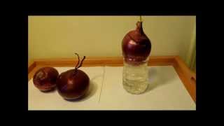 Hydroponic Propagation of a Red Onion Allium cepa Pleasantville NY [upl. by Sulienroc]