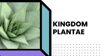 16 Kingdom Plantae [upl. by Etep]