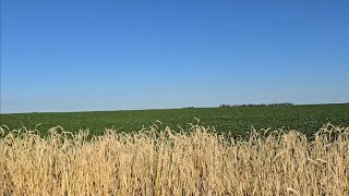 Seed Rye is almost ready for Harvest and look at these narrow row soybeans 40 days after drilling [upl. by Sylera]