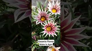 Gazania Flower Growth [upl. by Dagmar488]