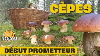 Cèpes  début des cueillettes  conseils S21E15 [upl. by Ramat]