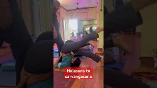 Halasana plow pose and Sarvangasana shoulder standhalasana sarvangasana plowpose sarvangasna [upl. by Gert]