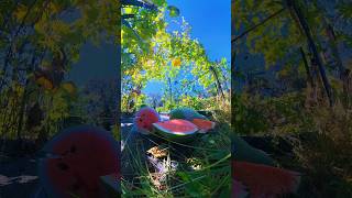 Eating fresh watermelon in my garden homegrown watermelon [upl. by Monk232]