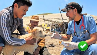 Miren Como este Veterinario ayuda a los perritos que viven solos en el mar  Tío Adrián [upl. by Amabil]