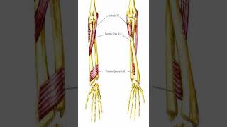 Anatomy Supinator Muscle shorts [upl. by Nnazil]