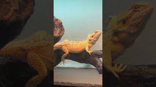 Bearded dragon waving [upl. by Sivrat]