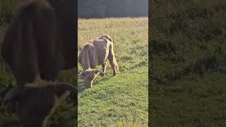 Scottish highlander cows at TrappFamilyLodge Vermont [upl. by Udenihc481]