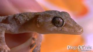 Hemidactylus mabouia Gecko Geckkonidae Lagartixa [upl. by Oinotnaocram321]